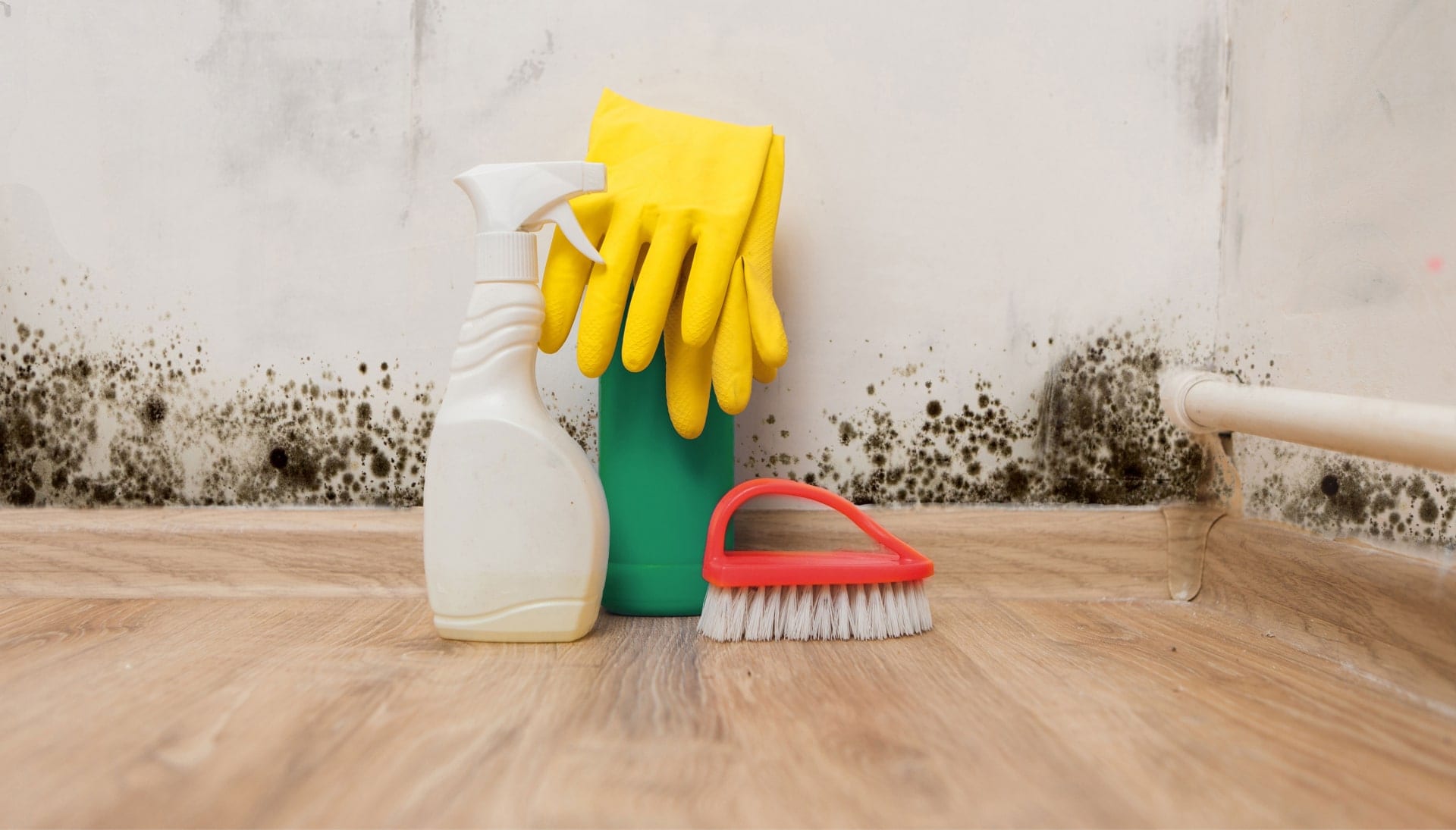 Know About Mold Removal In Aurora